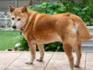 Cachorro latindo muito