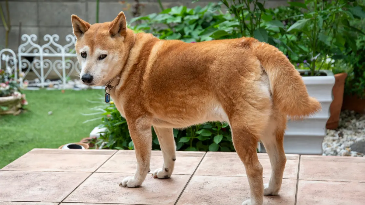 Cachorro latindo muito