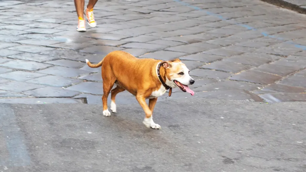 Cachorro latindo muito: como acalmar e reduzir o estresse 9 O que fazer para acalmar cachorro latindo muito